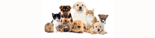 How Pets Become the Best Therapists for Mental Health - MySisterIsASurvivor