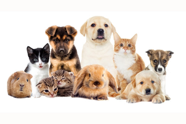 How pets support mental health and trauma recovery - the healing power of the human-animal bond for survivors of PTSD, anxiety, and depression