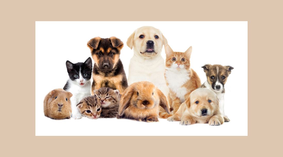 How Our Pets Become the Best Therapists