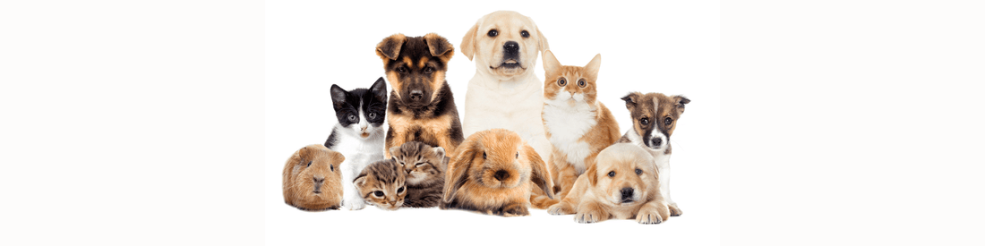 How Pets Become the Best Therapists for Mental Health - MySisterIsASurvivor